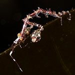 Caprella linearis